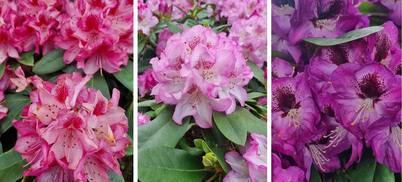 Rhododendron-Neuzüchtungen von Heinz Bohlken für die Bohlken Baumschulen