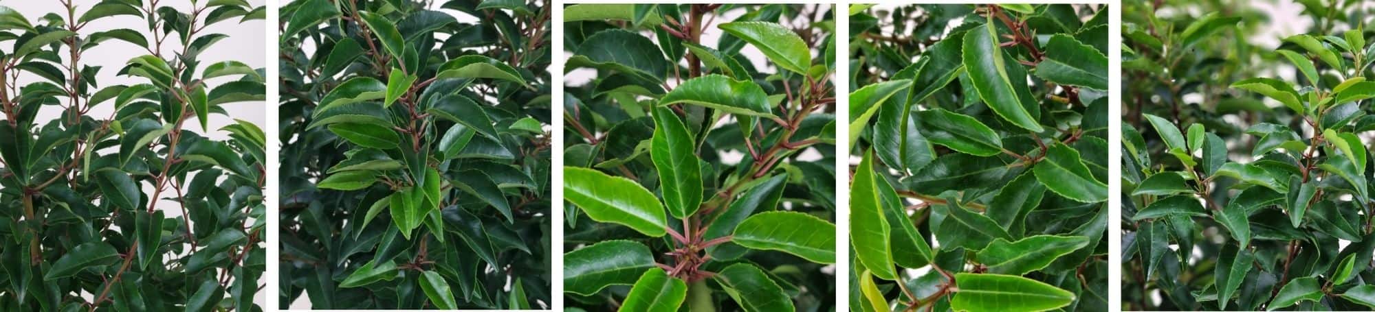 Prunus-lusitanica-Angustifolia-Eigenschaften-Textbild2-min