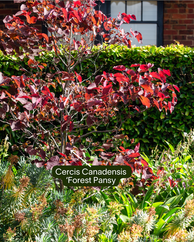 Cercis Canadensis Forest Pansy