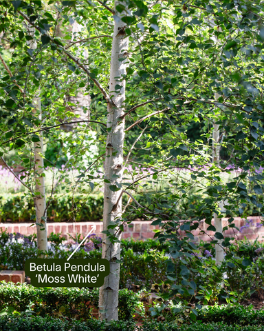 Betula Pendula Moss White