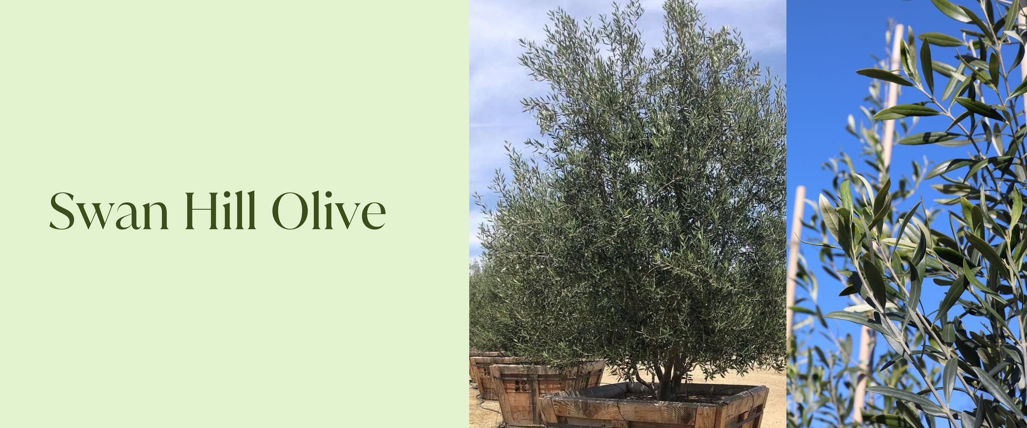 swan hill olive