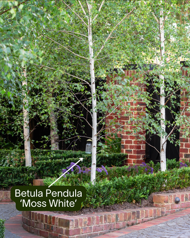 Betula Pendula 'Moss White'