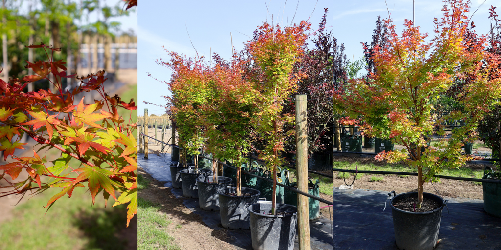 Acer Senkaki for Autumn Colour