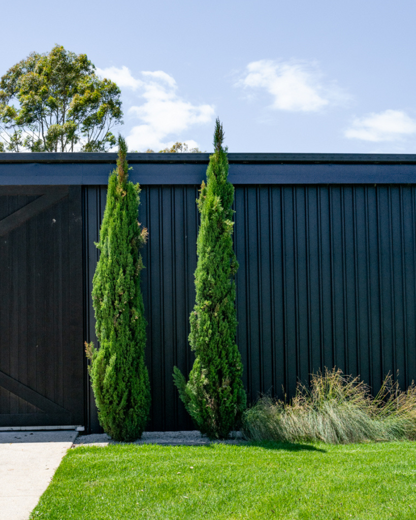 Cupressus Pencil Pines