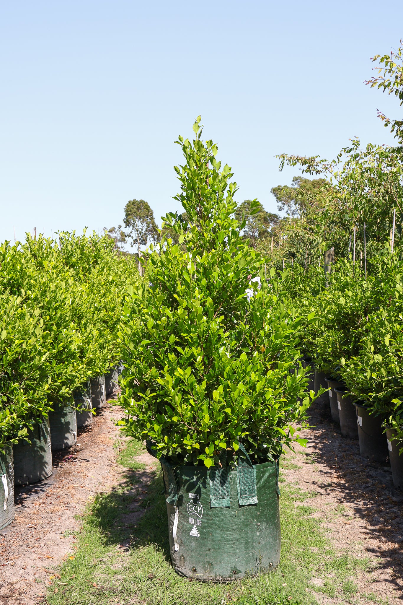 Ficus Hillii Flash