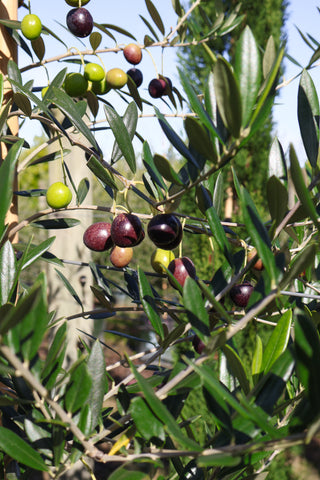 Olive Trees