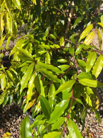 Waterhousea Floribunda