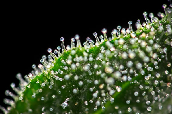 What terpenes look like on cannabis flower close-up with trichomes showing 