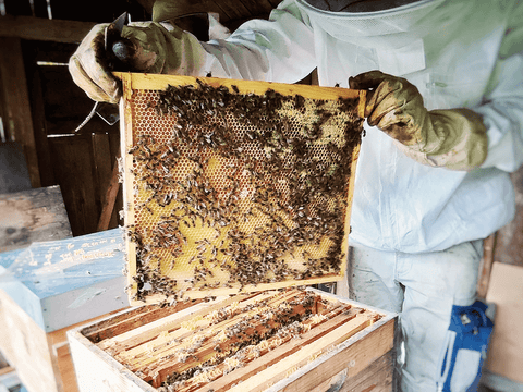 Beekeeping honey frame