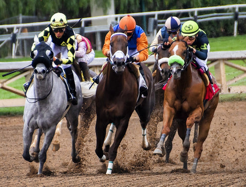 Paardensport ruitersport