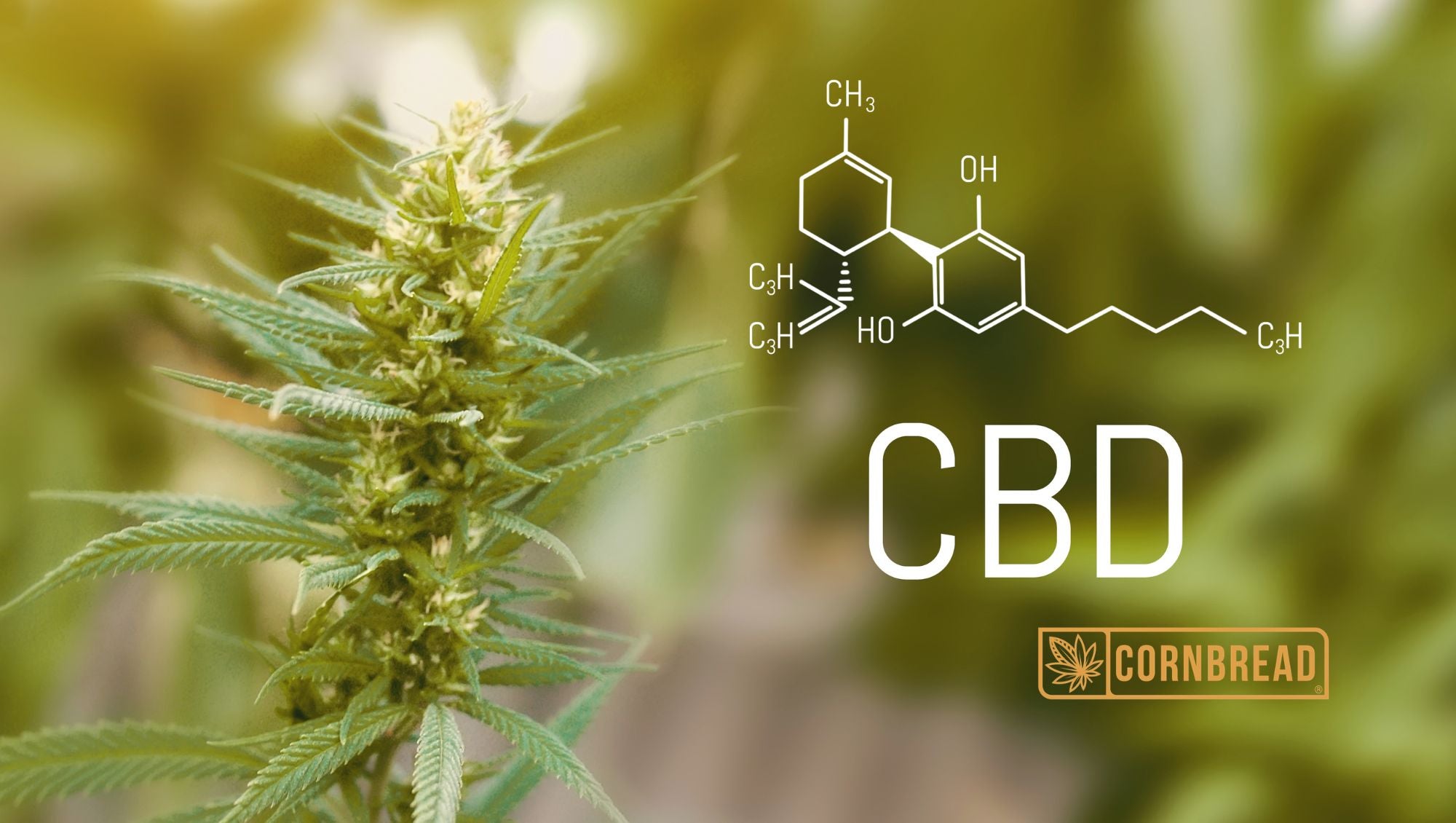 What Is CBD