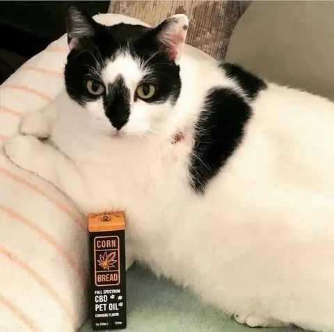 cbd treats for cats