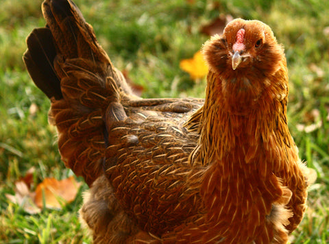 Thespian Rond en rond Mauve De meest bijzondere kippenrassen – Ropastore