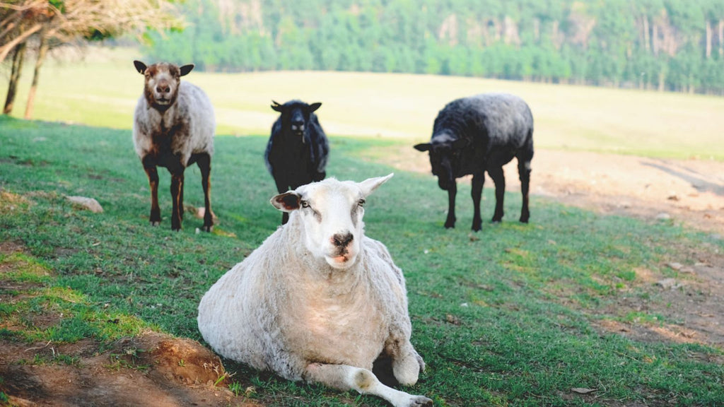 2401-Veganuary-Schafe im Gras