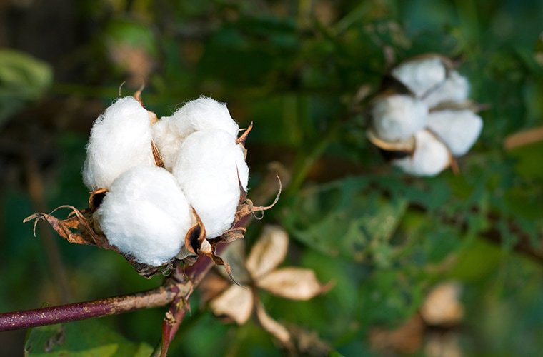 Organic Cotton flower in nature