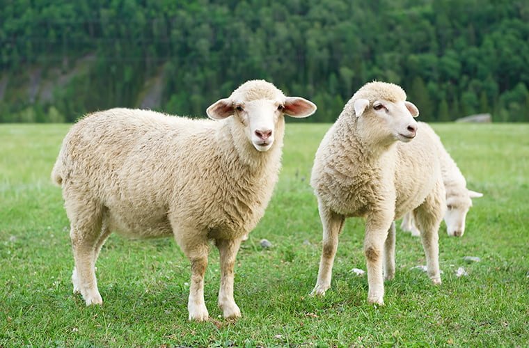 organic New Zealand Calmera® wool derived from sheep