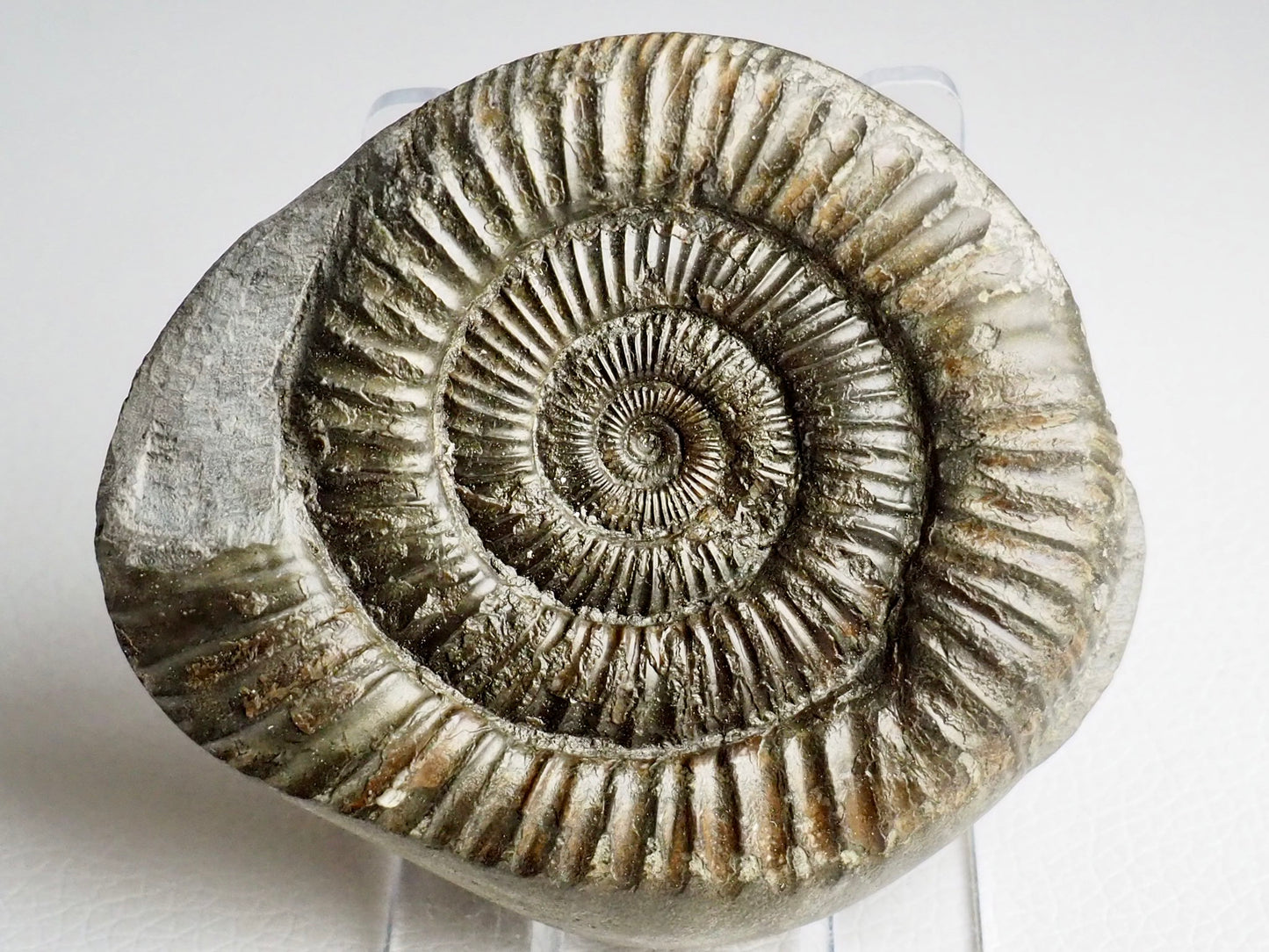 Dactylioceras Ammonite Fossil – BuyAFossil