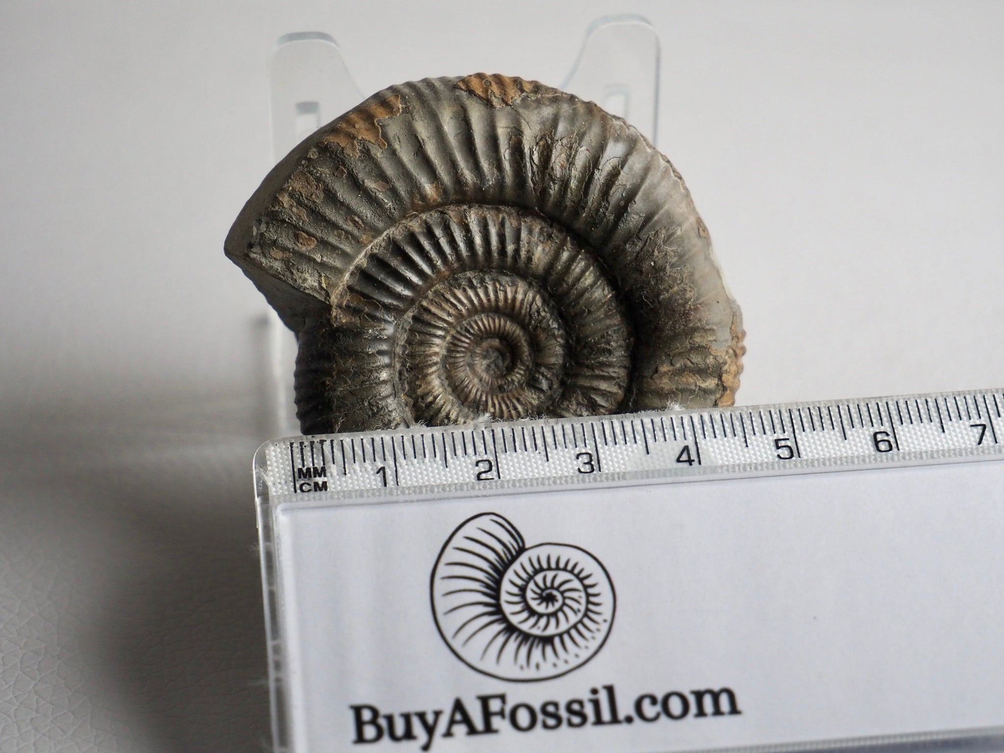 Perfect Small Ammonite Specimen – BuyAFossil