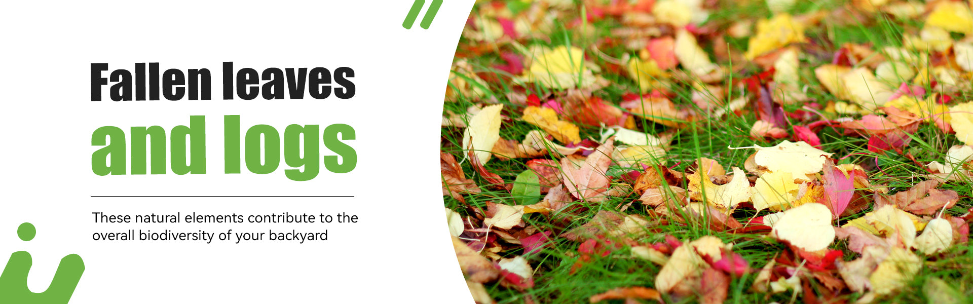 Leaf Litter and Logs: Leave leaf litter and fallen logs in certain areas of your yard to provide hiding spots and suitable egg-laying sites for fireflies.