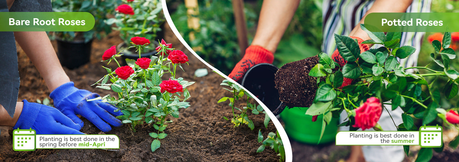 How To Grow and Care for Roses – RainPoint Irrigation