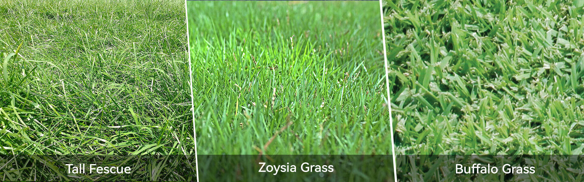 dethatch grass lawn