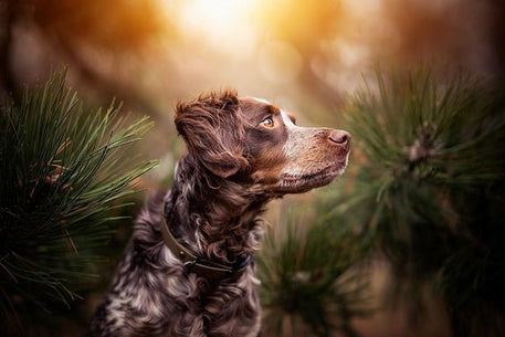 A dog peering out of the woods in nature