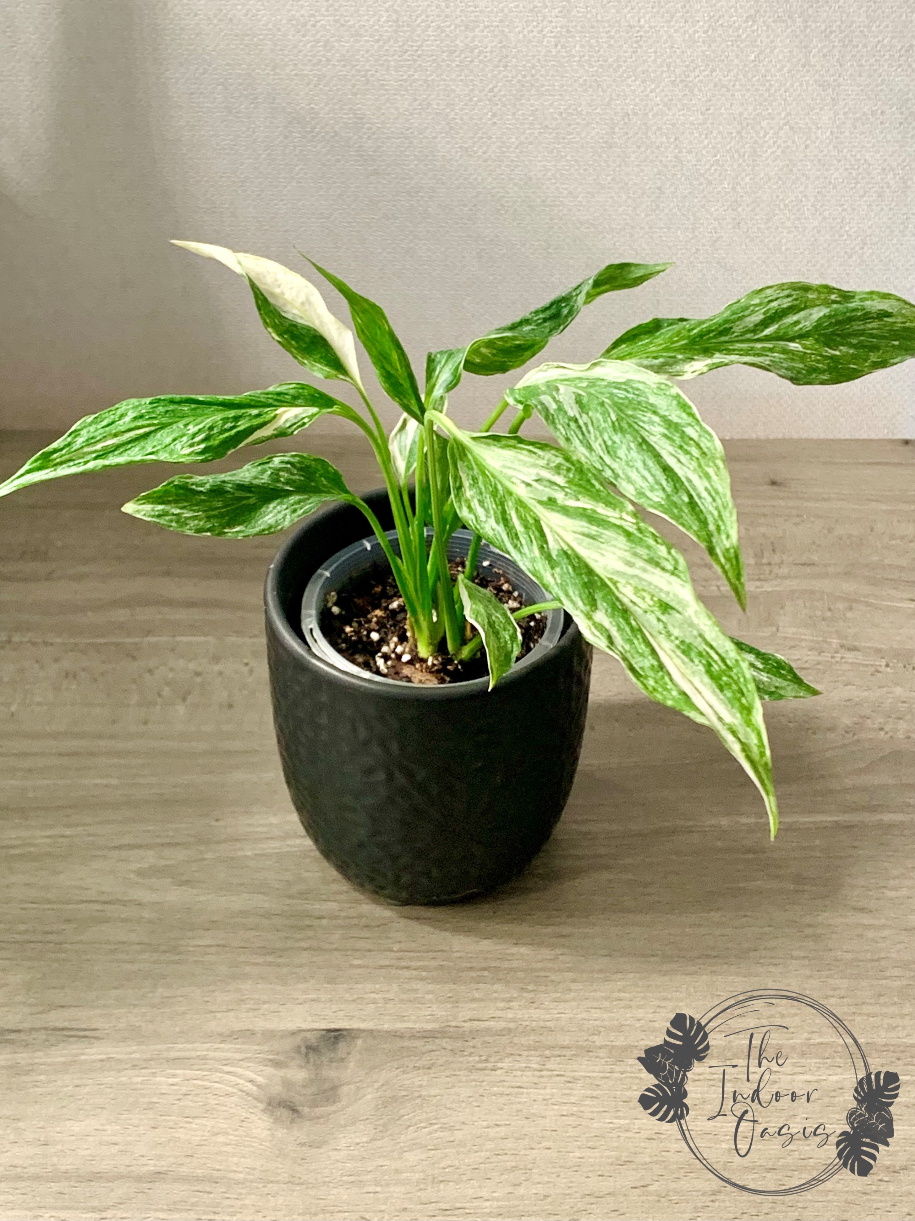 Variegated Peace Lily Plant