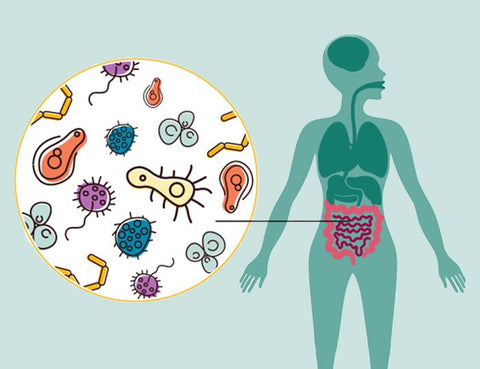 funciones de la microbiota