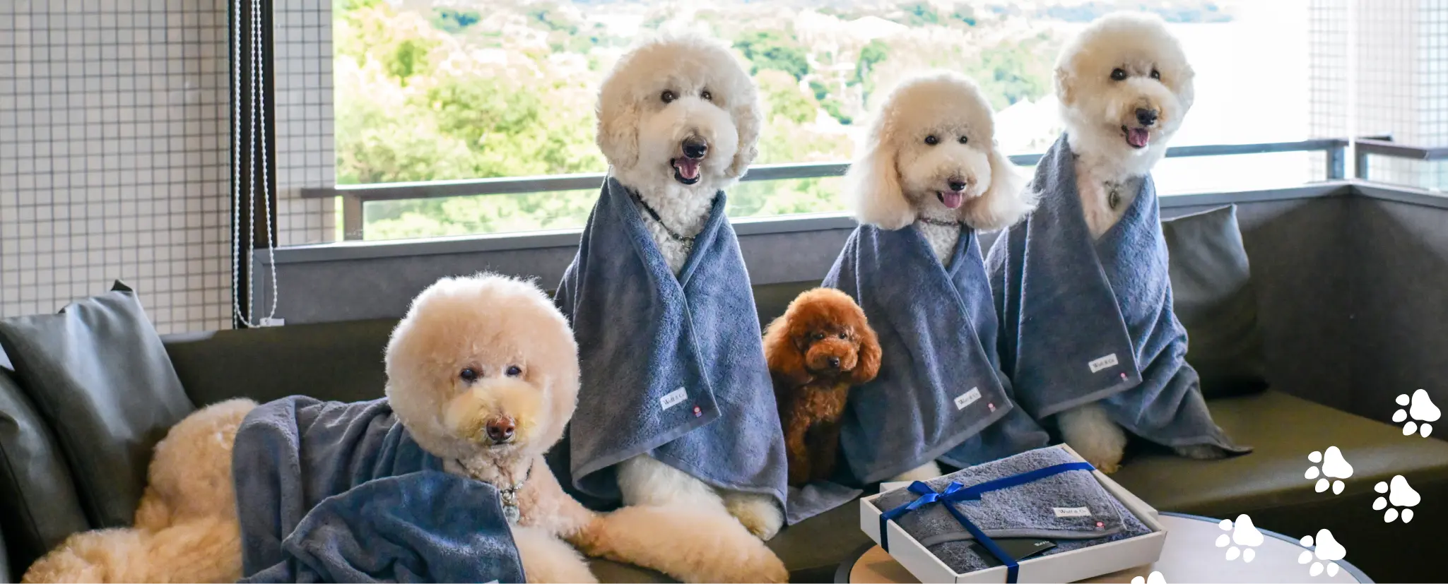 PC-Instagramer-5dogs