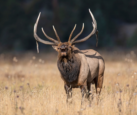 Mature elk with antlers