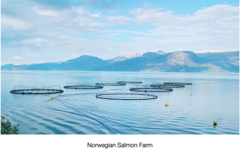 Contraversial Salmon Farming