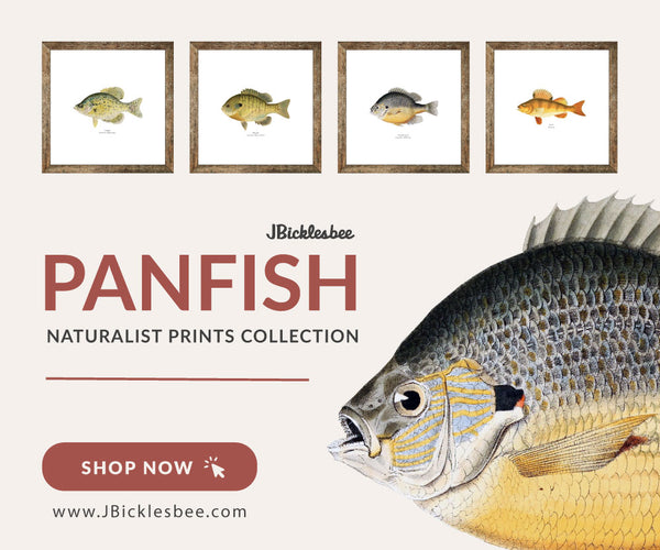 Panfish Naturalist Prints Collection