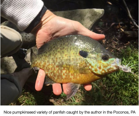 Poconos PA panfish