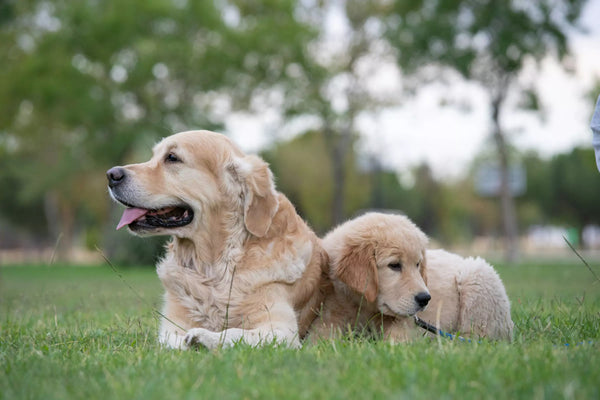 Why Routine Is Important for Dogs