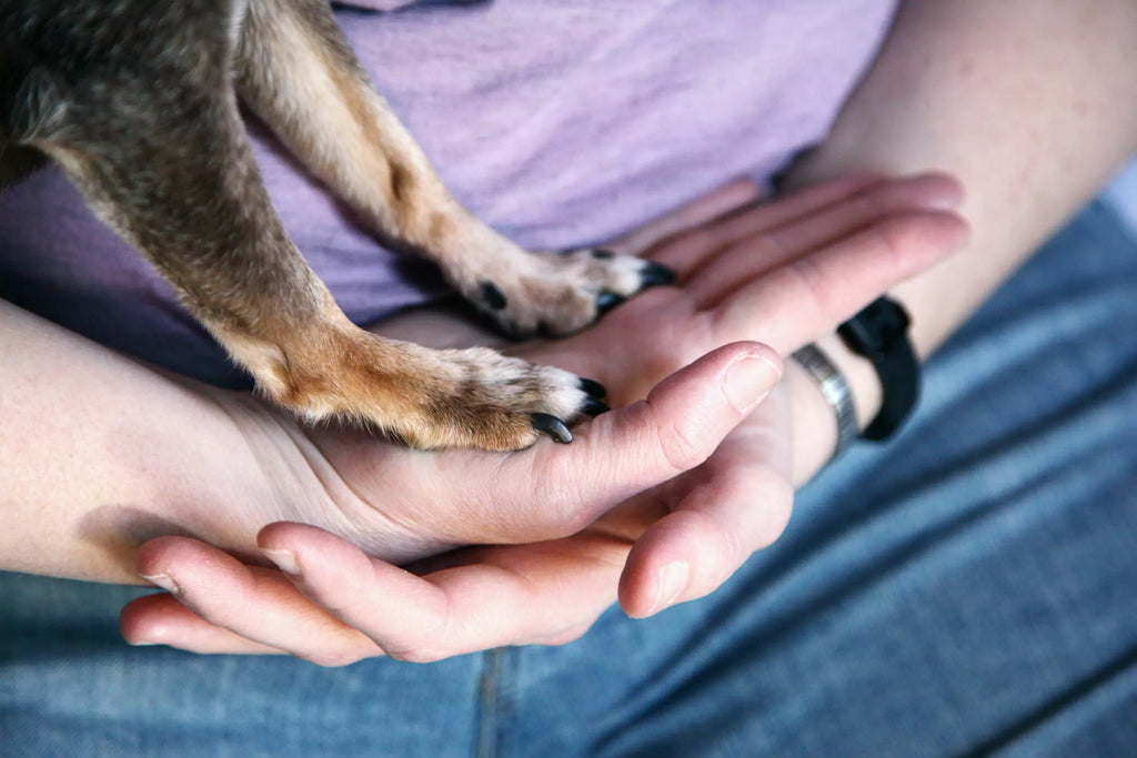 Should Dogs' Nails Touch the Floor