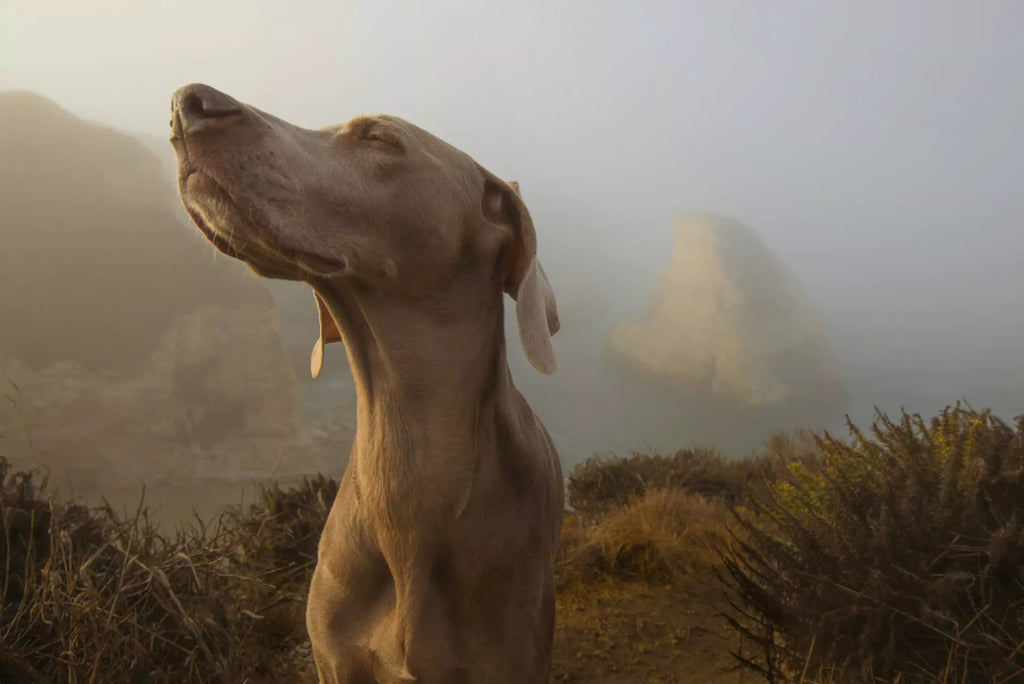 Understanding Your Dog’s Incredible Sense of Smell