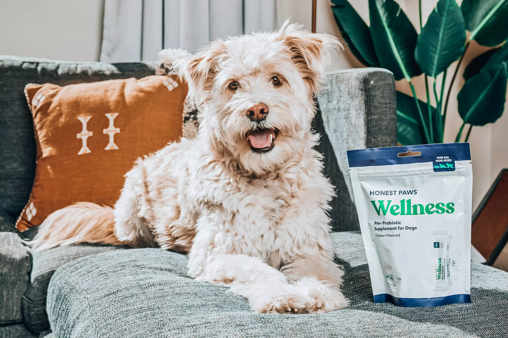 What are the Best Supplements for Dogs