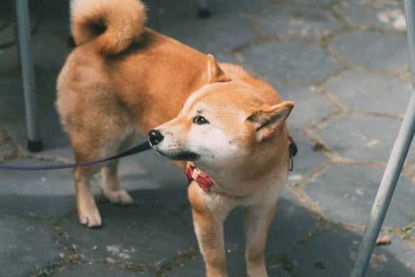 Why Do Dogs Chase Their Tails Canine Culture