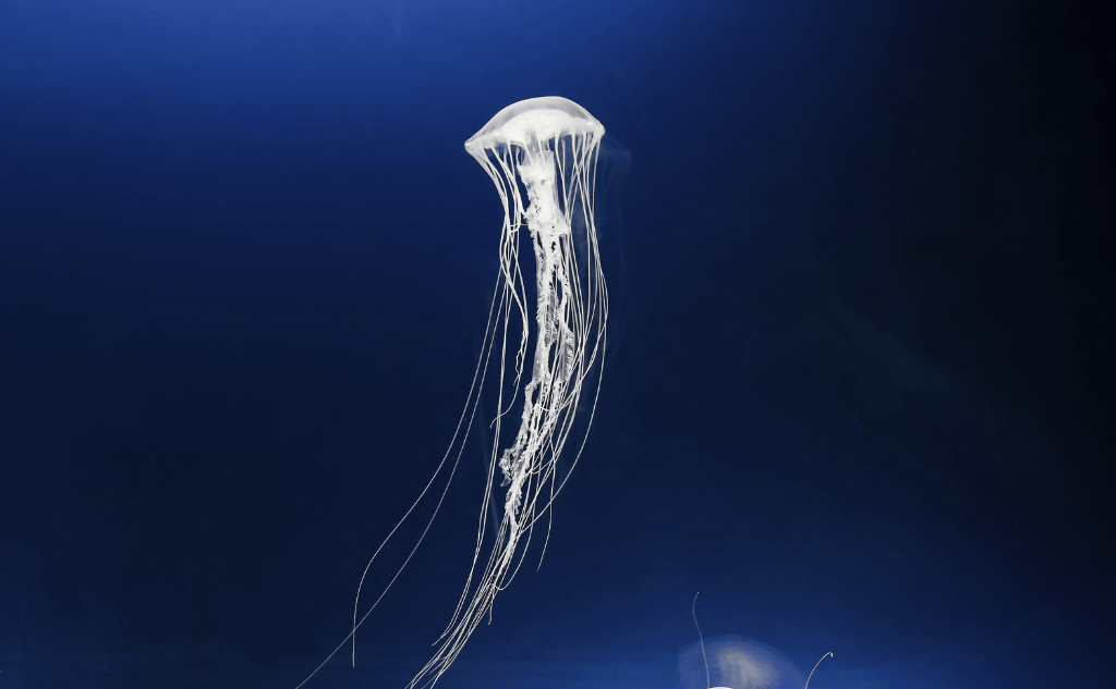 jellyfish