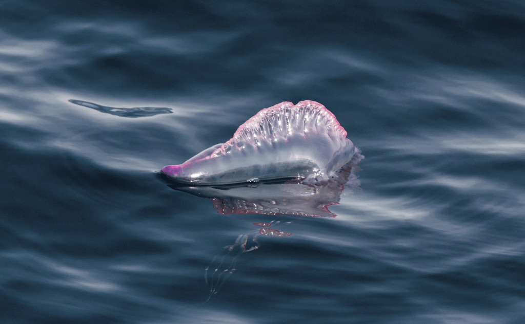 jellyfish