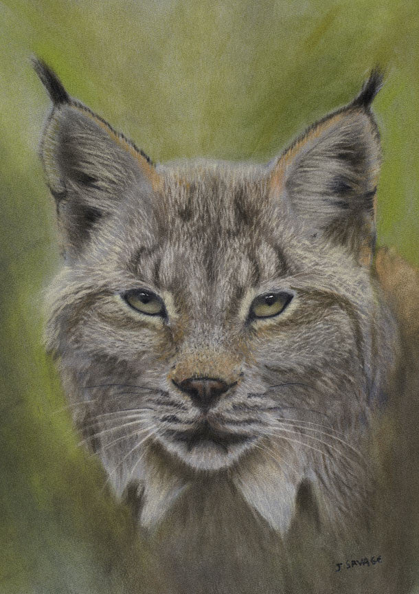 Lynx - James Savage Arts