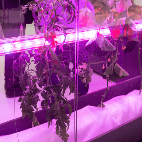 Install Supplemental Lights below indoor plants (2)