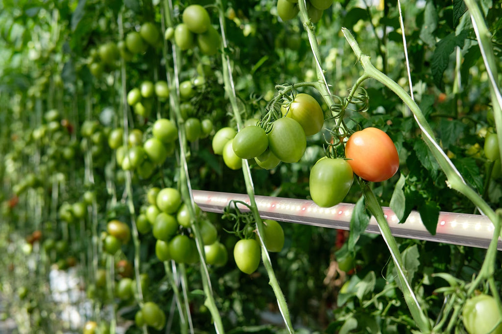 placing cultiuana led interlighting in greenhouse