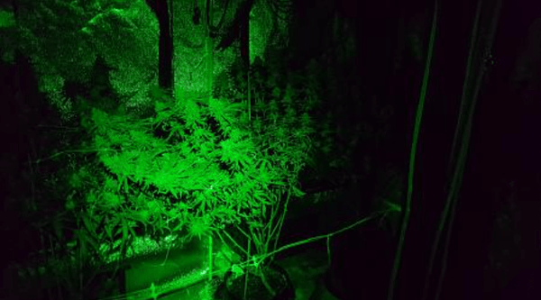 cannabis grow in a dark