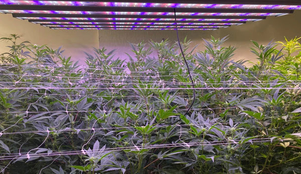 Is Over-Exposure to UV Light a Hazard in Cannabis Growing