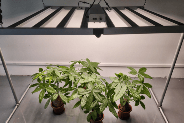 led grow lights placed closer to the plants