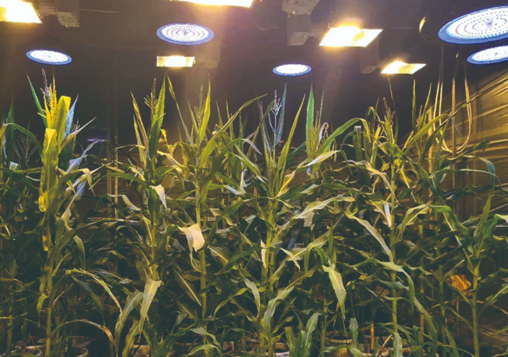 ufo grow lights grow corn