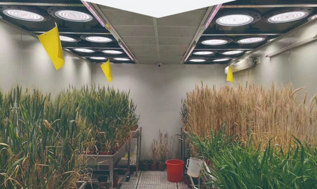 ufo grow lights grow used to grow wheat