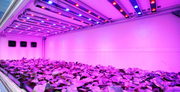 uv lights on plants