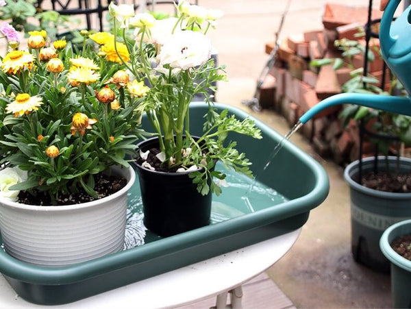 water tray of plants